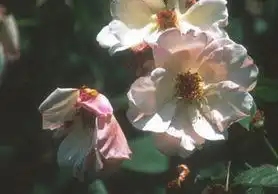 Фото Rosa 'Meg' (Rosa 'Meg's)