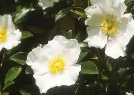 Photo of Rosa 'Meizeli' (Rosa 'Meizeli's)
