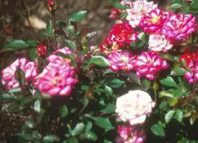 Foto de Rosa 'MELbarke' (Rosa 'MELbarke's)