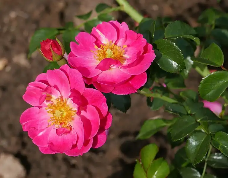 Foto de Rosa 'MELbonrib' (Rosa 'MELbonrib's)
