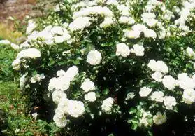Photo of Rosa 'MELcoublan' (Rosa 'MELcoublan's)