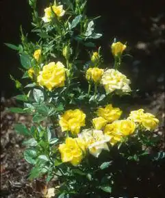 Photo of Rosa 'MELcupag' (Rosa 'MELcupag's)