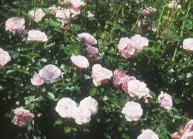 Foto de Rosa 'MELdomonac' (Rosa 'MELdomonac's)