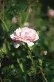 Foto de Rosa 'MELdomonac' (Rosa 'MELdomonac's)