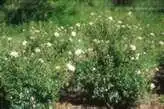 Foto de Rosa 'MELdomonac' - :