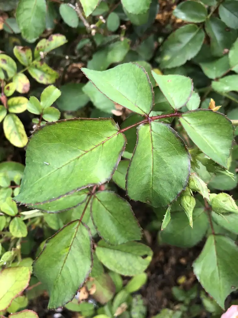 Photo of Rosa 'MELdrifora' (Rosa 'MELdrifora's)