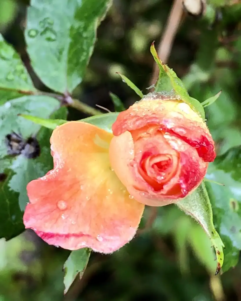 Photo of Rosa 'MELdrifora' (Rosa 'MELdrifora's)
