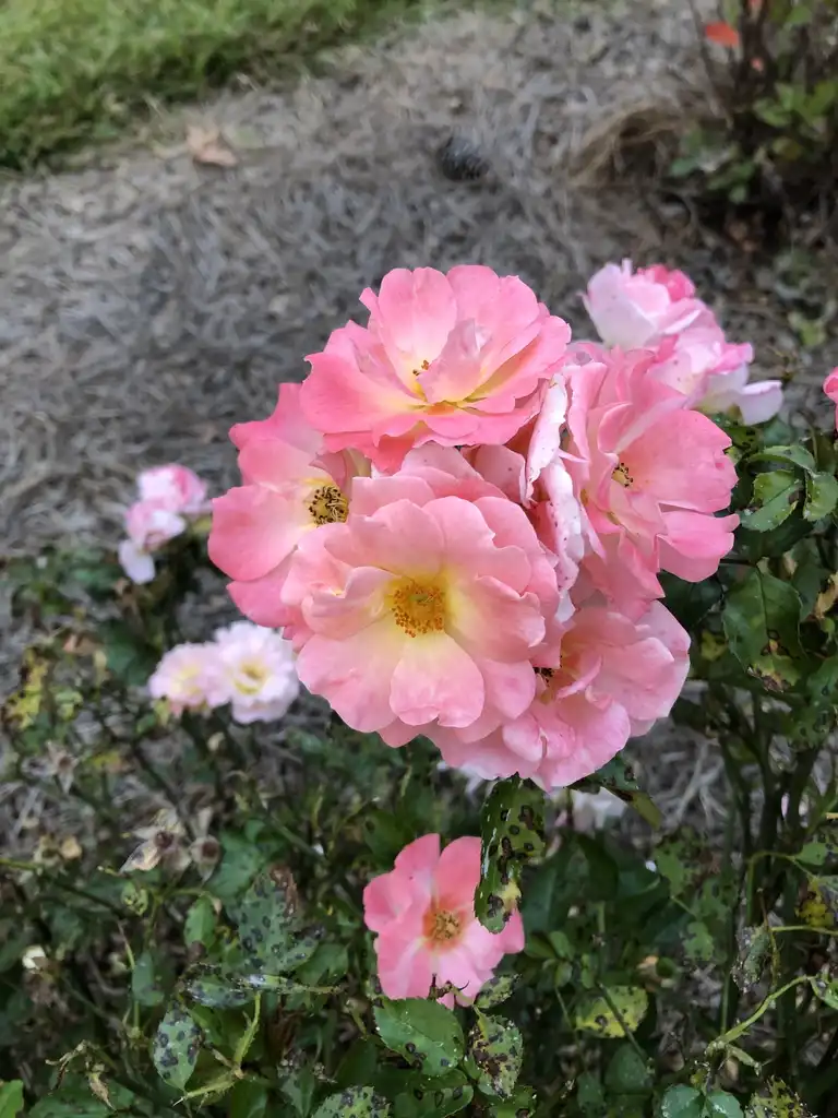 Photo of Rosa 'MELdrifora' - Flower cluster:Jack & Mary Griffin
