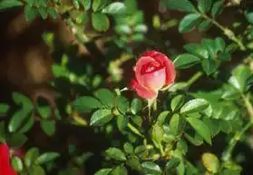 Photo of Rosa 'MELgali' (Rosa 'MELgali's)