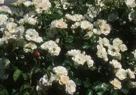 Photo of Rosa 'MELgekanu' (Rosa 'MELgekanu's)