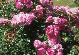 Foto de Rosa 'MELmodac' (Rosa 'MELmodac's)