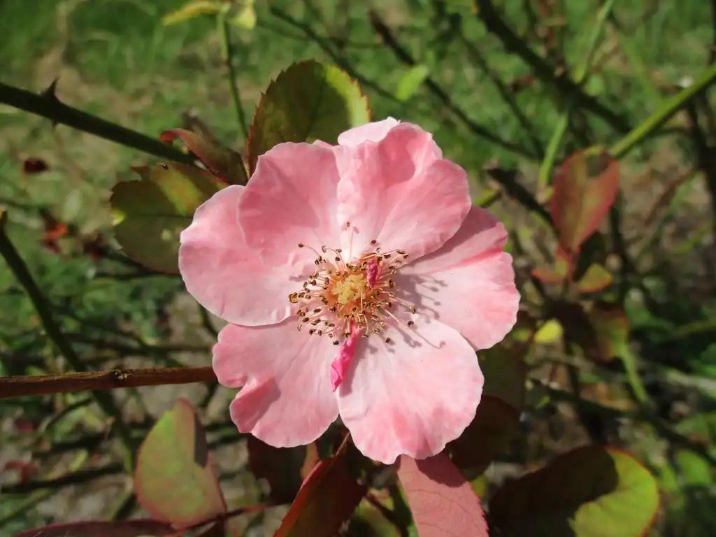 Photo of Rosa 'MELmont' (Rosa 'MELmont's)