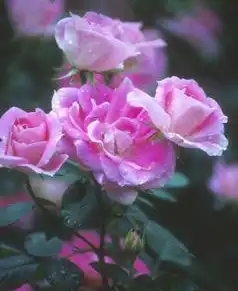 Photo of Rosa 'MELpitac' (Rosa 'MELpitac's)