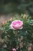 Photo of Rosa 'MELpitac' (Rosa 'MELpitac's)