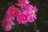 Photo of Rosa 'MELpitac' - :