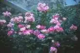 Photo of Rosa 'MELpitac' - :