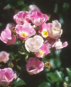 Photo of Rosa 'MElpotal' (Rosa 'MElpotal's)