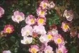 Photo of Rosa 'MElpotal' (Rosa 'MElpotal's)