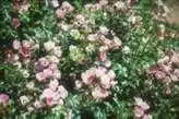 Photo of Rosa 'MElpotal' - :