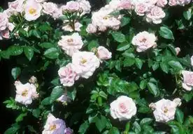 Foto de Rosa 'MELtonie' (Rosa 'MELtonie's)