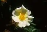 Photo of Rosa 'Mermaid' (Rosa 'Mermaid's)