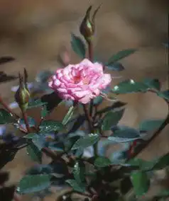 Foto de Rosa 'MOORcar' (Rosa 'MOORcar's)