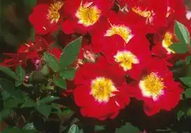 Photo of Rosa 'MORpapplay' (Rosa 'MORpapplay's)