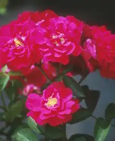 Foto de Rosa 'MORten' (Rosa 'MORten's)