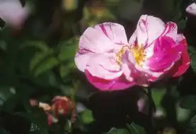 Photo of Rosa 'Mundi' (Rosa 'Mundi's)