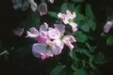 Photo of Rosa 'Nearly Wild' (Rosa 'Nearly Wild's)