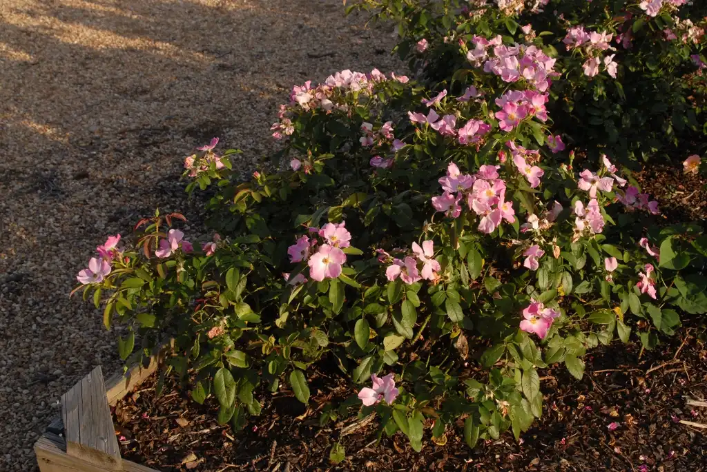 Photo of Rosa 'Nearly Wild' (Rosa 'Nearly Wild's)