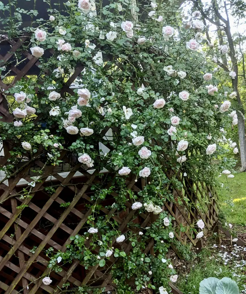Foto de Rosa 'New Dawn' (Rosa 'New Dawn's)