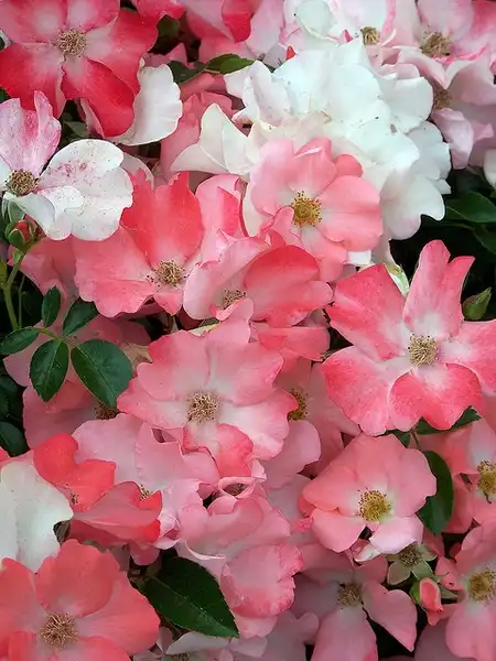 Photo of Rosa 'NOAla' (Rosa 'NOAla's)