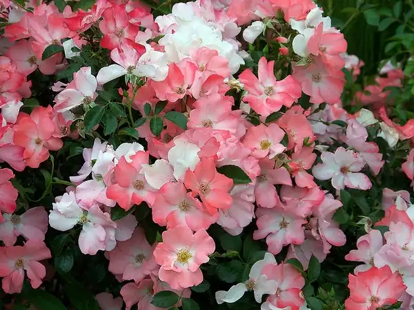 Photo of Rosa 'NOAla' (Rosa 'NOAla's)