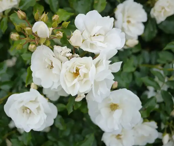 Photo of Rosa 'NOAschnee' (Rosa 'NOAschnee's)