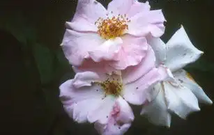 Photo of Rosa 'Nympenberg' (Rosa 'Nympenberg's)