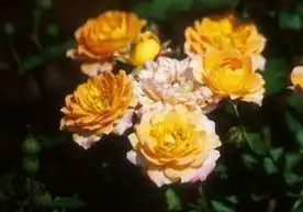 Photo of Rosa 'Orange Honey' (Rosa 'Orange Honey's)
