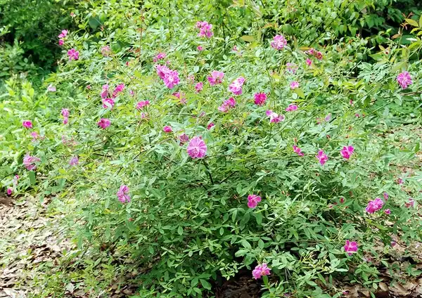 Photo of Rosa palustris (Rosa palustriss)