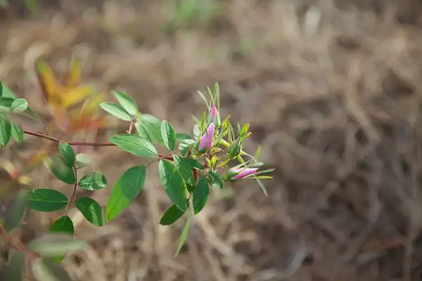 Photo of Rosa palustris (Rosa palustriss)