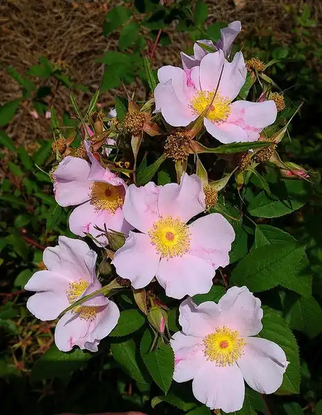 Photo of Rosa palustris - :Malcolm Manners