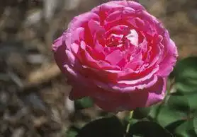 Foto de Rosa 'Paul Neyron' (Rosa 'Paul Neyron's)