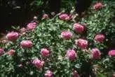 Foto de Rosa 'Paul Neyron' (Rosa 'Paul Neyron's)