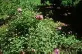 Foto de Rosa 'Paul Neyron' - :