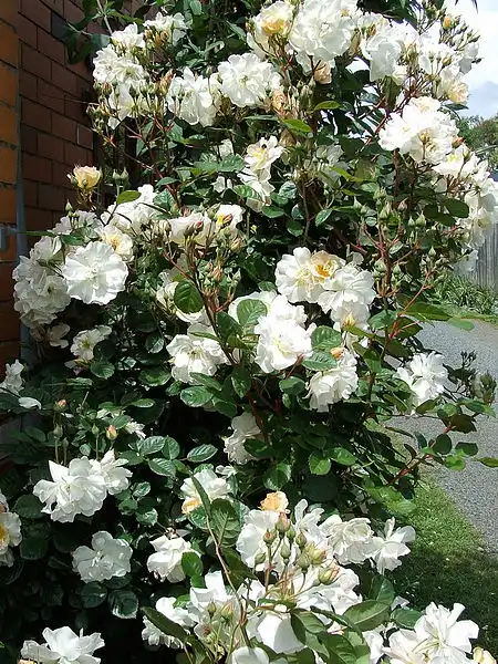 Photo of Rosa 'Penelope' (Rosa 'Penelope's)