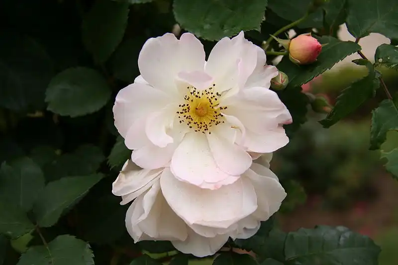 Photo of Rosa 'Penelope' (Rosa 'Penelope's)