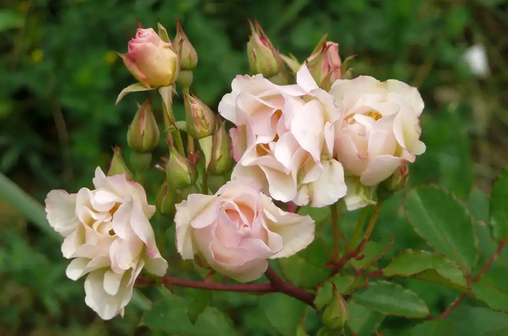 Photo of Rosa 'Penelope' - Flower cluster:Cristina Sanvito