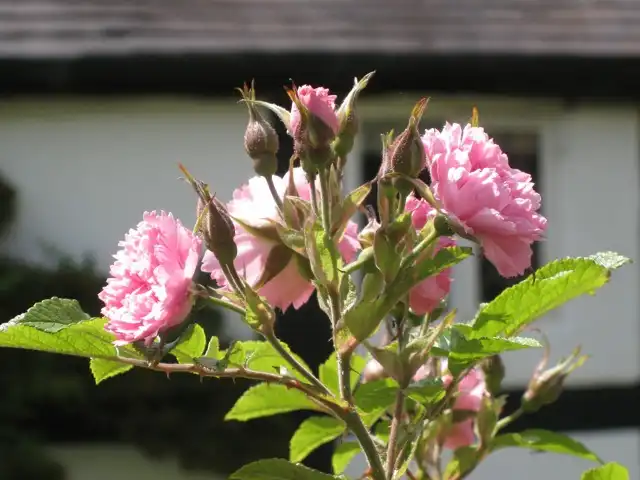Foto de Rosa 'Pink Grootendoorst' (Rosa 'Pink Grootendoorst's)