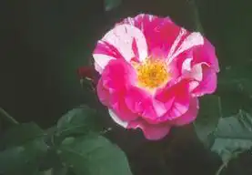 Photo of Rosa 'POULclimb' (Rosa 'POULclimb's)