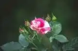 Photo of Rosa 'POULclimb' (Rosa 'POULclimb's)