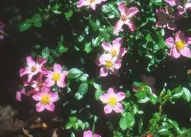 Foto de Rosa 'POULnoz' (Rosa 'POULnoz's)
